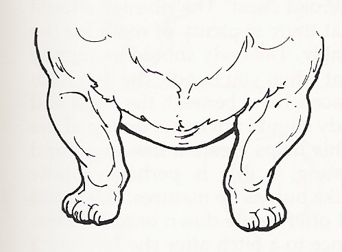 frontlegs1