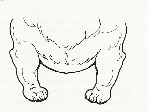 frontlegs2