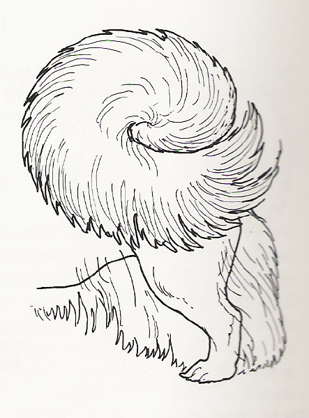 tail2